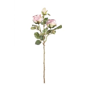 Rose flower old pink rose spray w bud and leaves